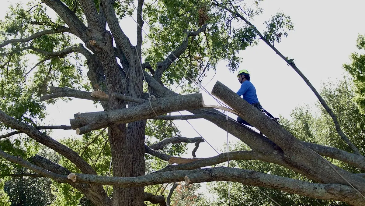 Professional Crown Thinning performed by certified arborists in Pike