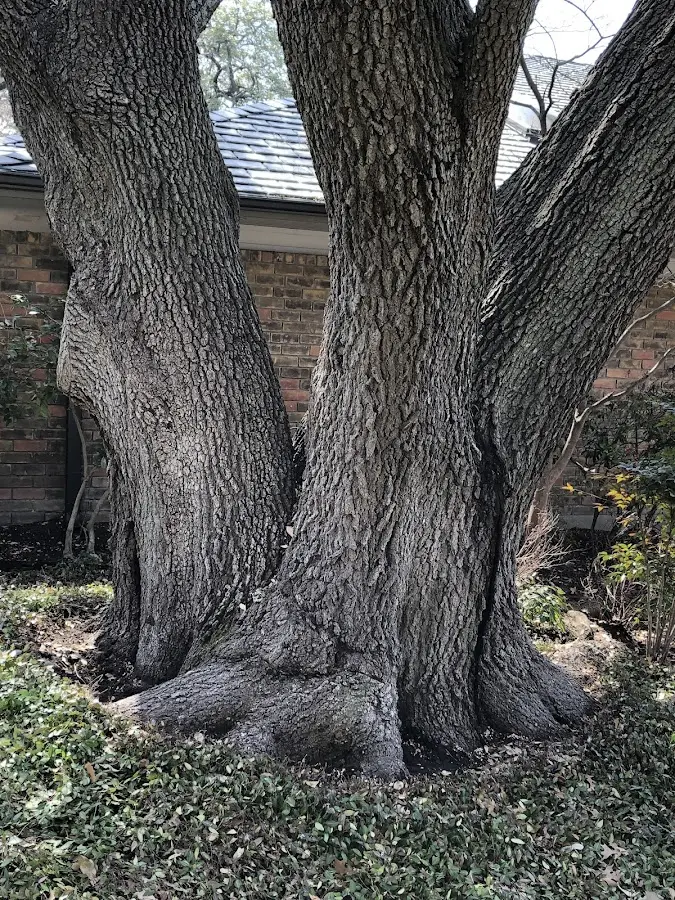 Mature heritage tree close to a Pike property cared for by certified arborists